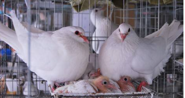 肉鸽种鸽的饲养管理技术要点