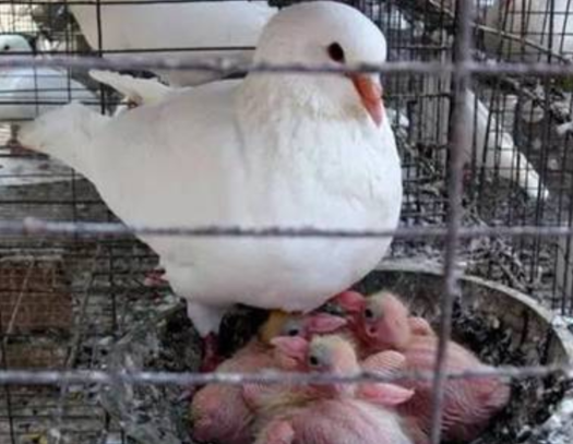 乳鸽的人工孵化技巧