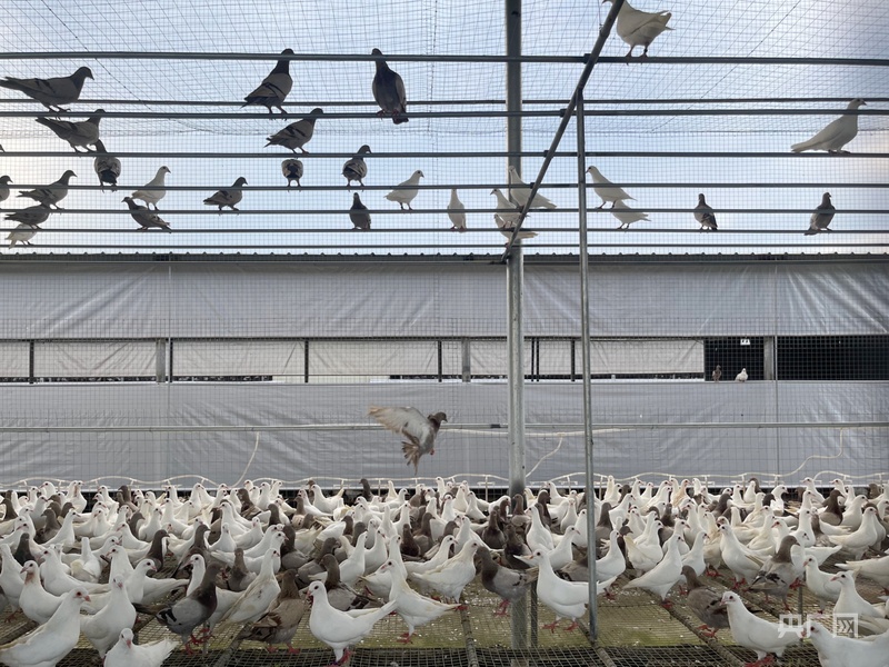 “媒体+”为“兴宁鸽”飞向世界插上“翅膀”