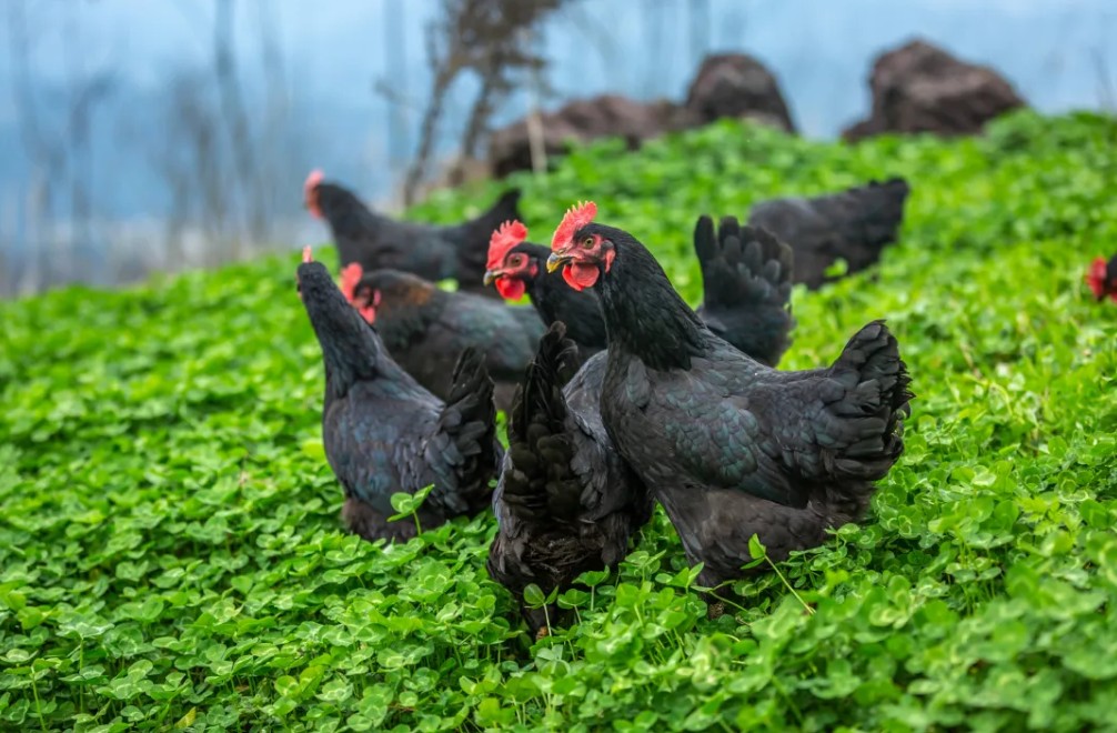 “湘佳黑鸡”配套系获国家审定通过，实现湖南肉鸡育种零突破