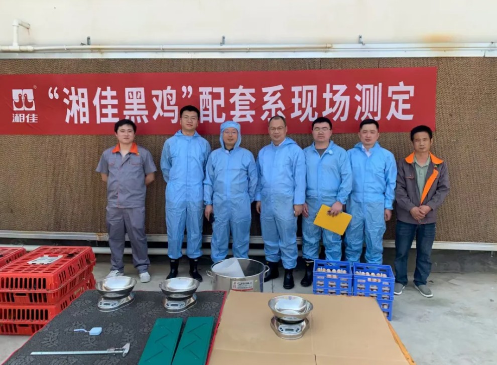 “湘佳黑鸡”配套系获国家审定通过，实现湖南肉鸡育种零突破