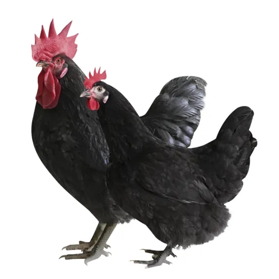 “湘佳黑鸡”配套系获国家审定通过，实现湖南肉鸡育种零突破