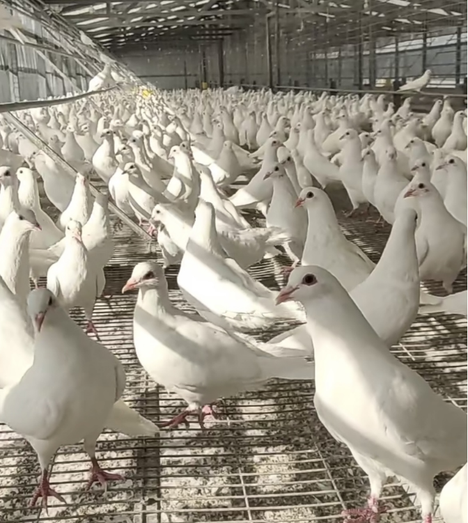 肉鸽的营养高，养殖的时候需要哪些技术？跟信鸽又有什么区别