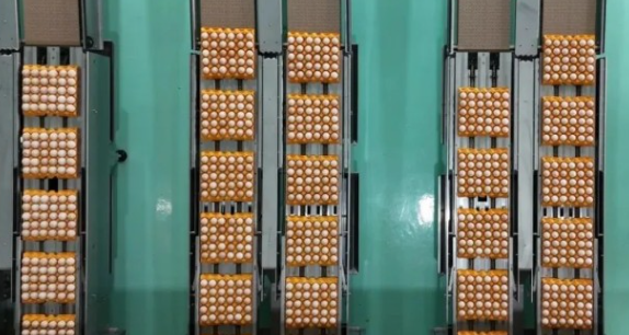 广西日报：桂平首家蛋企获供港资质