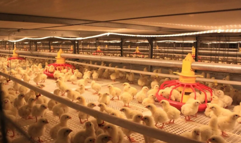 山东省2025年上半年家禽产业发展形势及后市展望