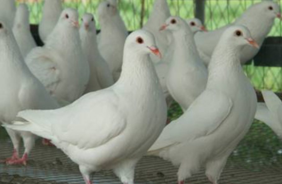 乳鸽减产10%，鸽价上浮15%