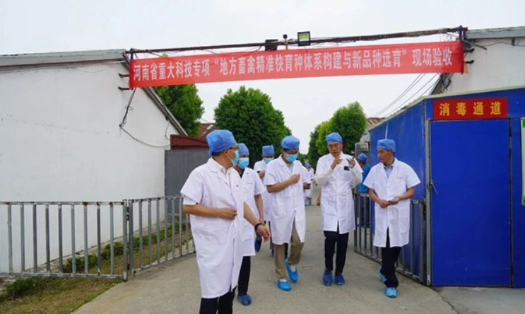 河南省重大科技专项“地方畜禽精准快育种体系构建与新品种选育”现场验收会在天成鸽业召开