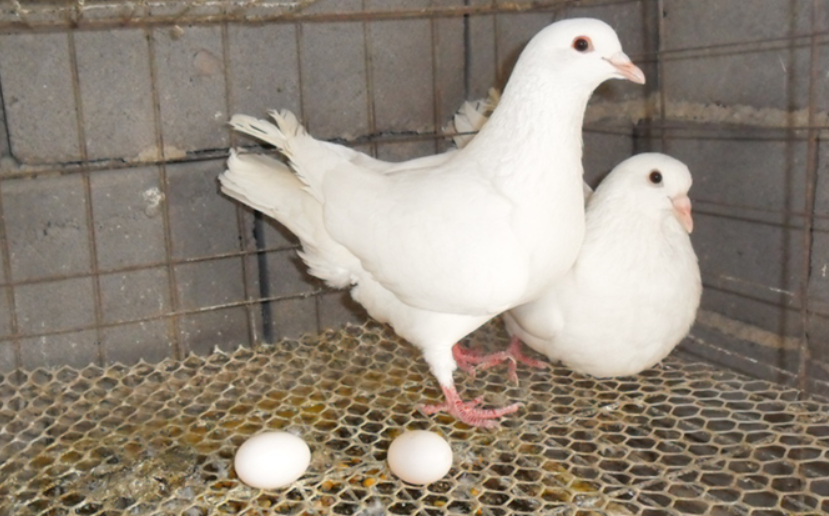 白羽王鸽的繁殖周期