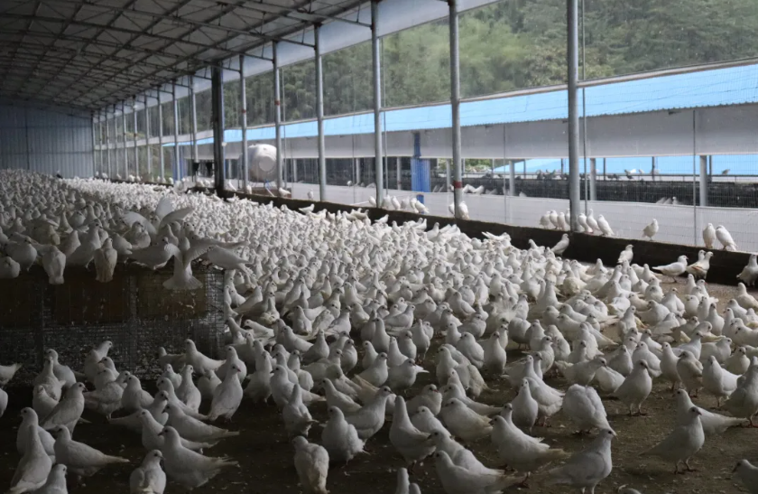 佛冈县高岗镇将打造全国最大肉鸽产业园