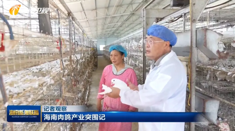 海南肉鸽产业突围记