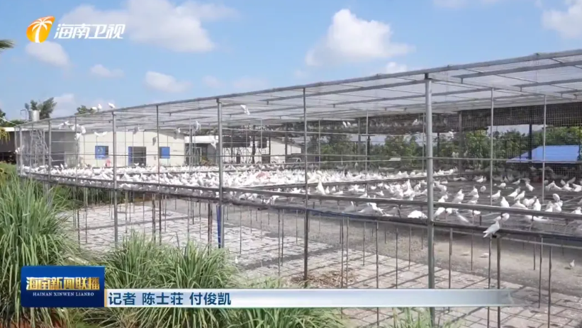 海南肉鸽产业突围记