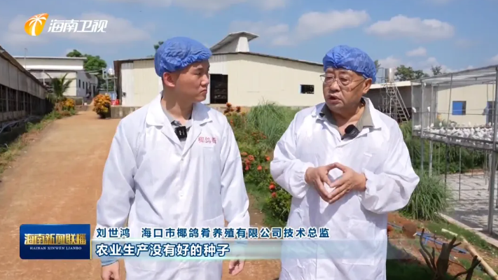 海南肉鸽产业突围记