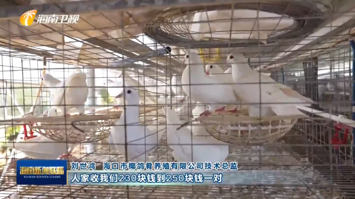 海南肉鸽产业突围记
