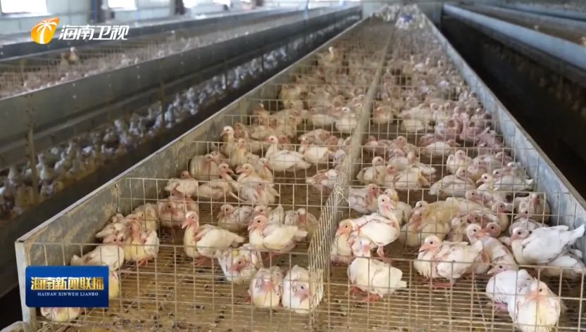 海南肉鸽产业突围记