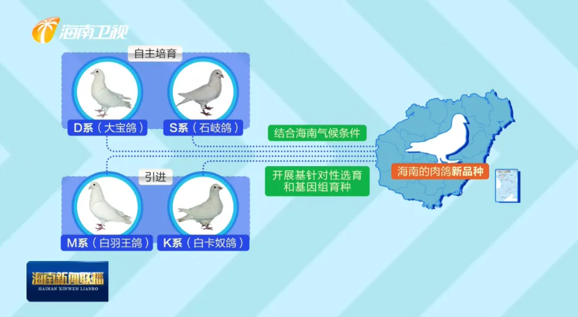 海南肉鸽产业突围记