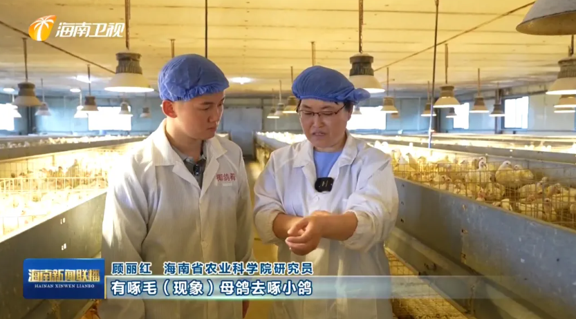 海南肉鸽产业突围记