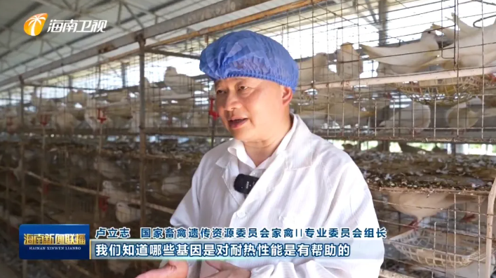 海南肉鸽产业突围记