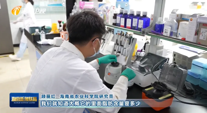 海南肉鸽产业突围记