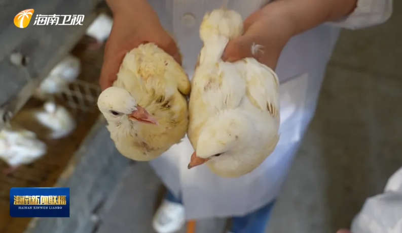 海南肉鸽产业突围记