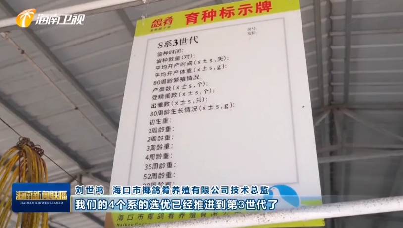 海南肉鸽产业突围记