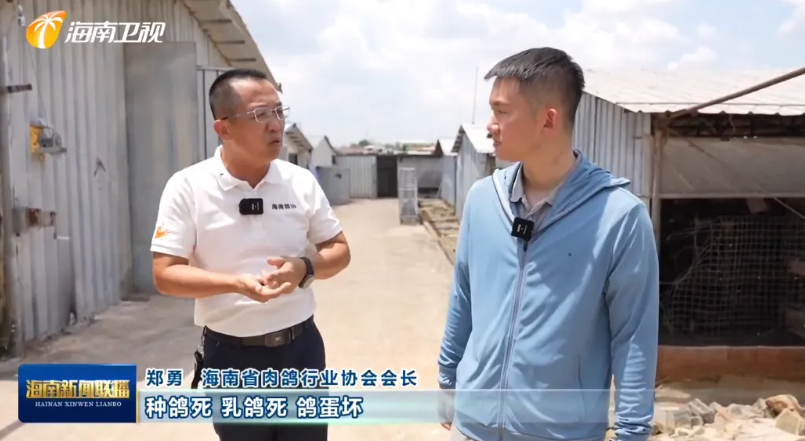 海南肉鸽产业突围记