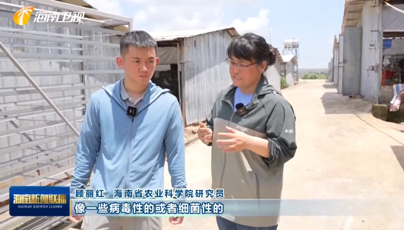 海南肉鸽产业突围记