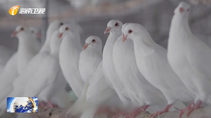 海南肉鸽产业突围记