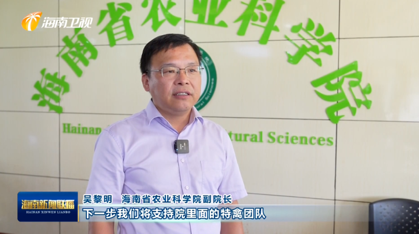 海南肉鸽产业突围记