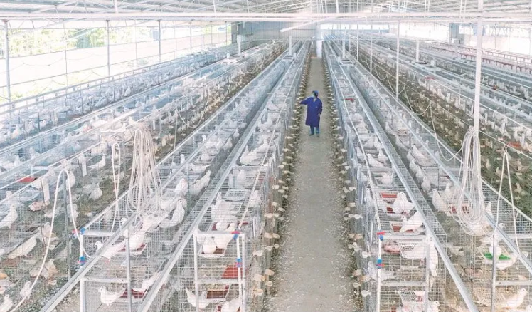 英德市桥头镇打造特色鸽业“养殖村”