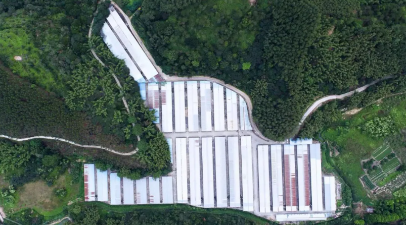 永裕鸽业：岭南特色肉鸽从这里“飞”进大湾区