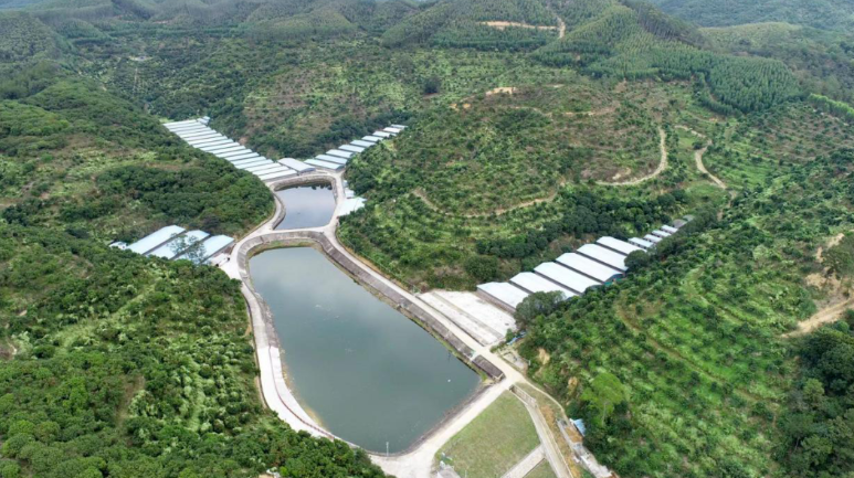 永裕鸽业：岭南特色肉鸽从这里“飞”进大湾区