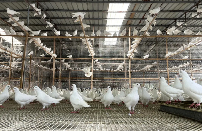 永裕鸽业：岭南特色肉鸽从这里“飞”进大湾区