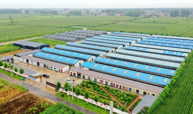 天明鸽业：发展肉鸽产业，助力乡村振兴