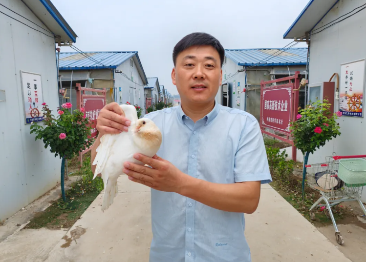 天明鸽业：发展肉鸽产业，助力乡村振兴