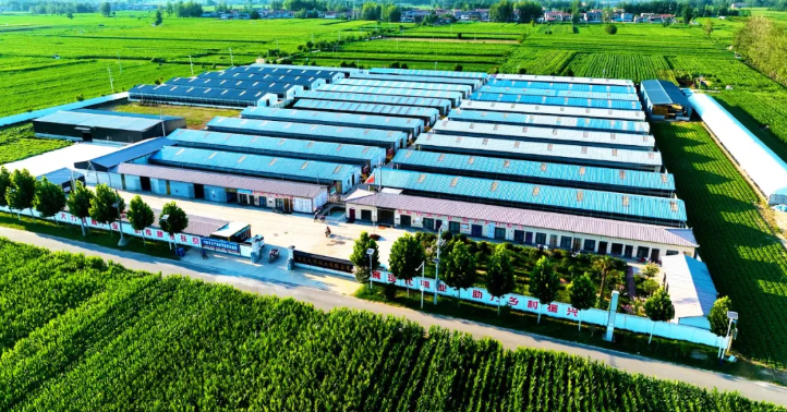 天明鸽业：发展肉鸽产业，助力乡村振兴