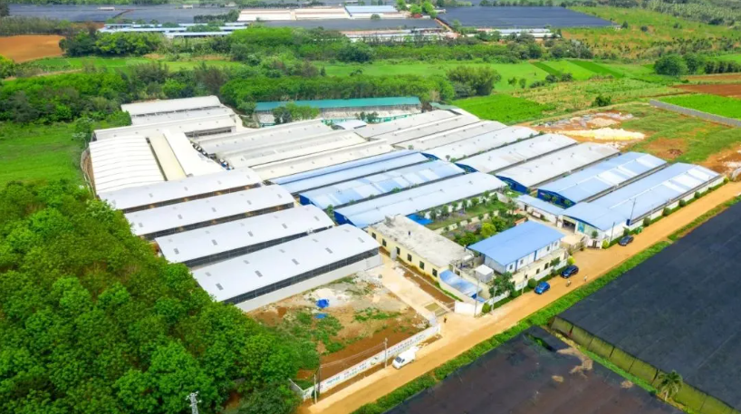 椰鸽肴—海南最大乳鸽基地的全链实践将登场