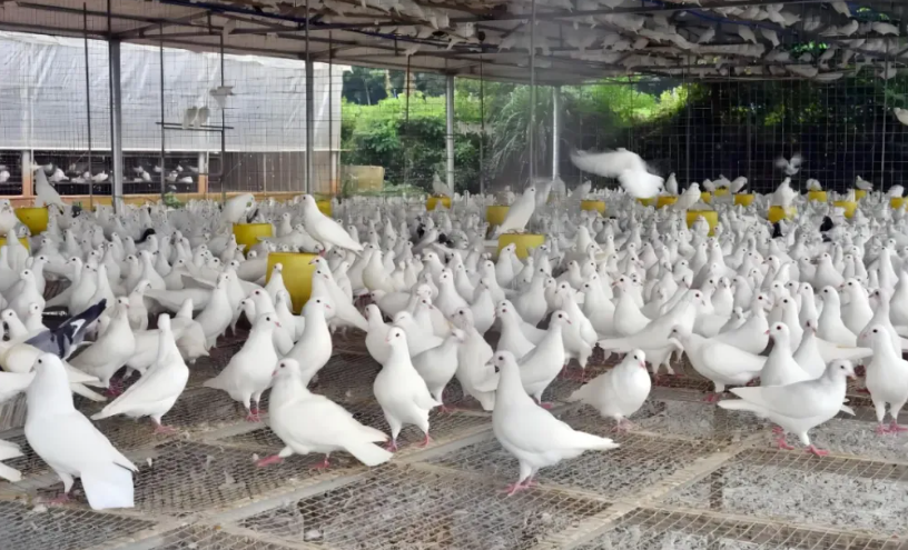 椰鸽肴—海南最大乳鸽基地的全链实践将登场
