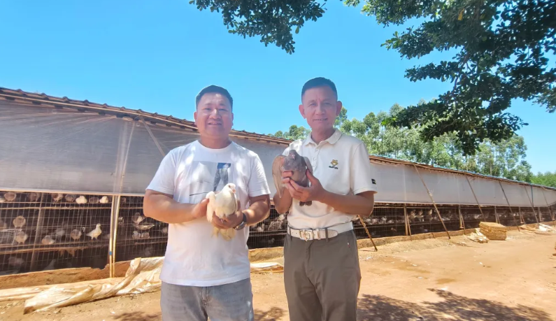 海南临高：东英连创鸽业种养殖合作社