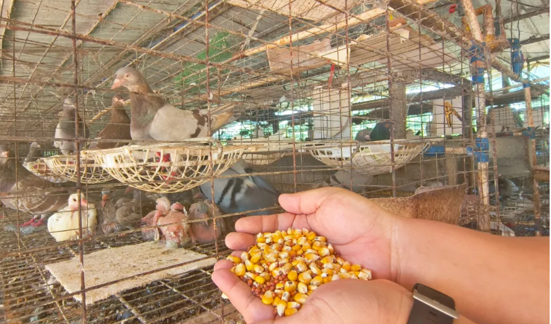 海南临高：东英连创鸽业种养殖合作社