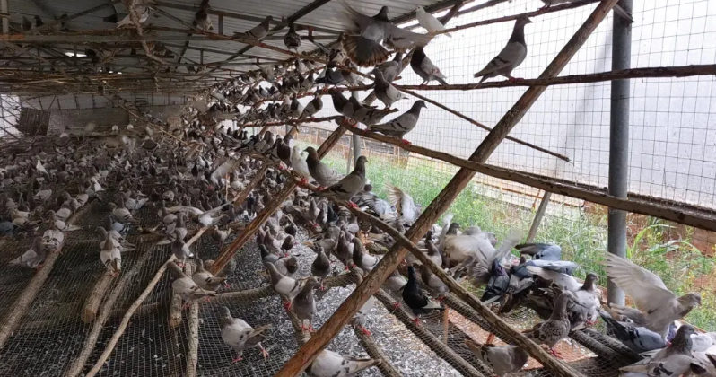 海南临高：东英连创鸽业种养殖合作社