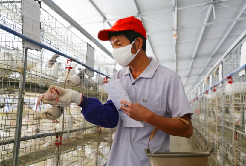 广西日报：鸽声嘹亮 产业兴旺