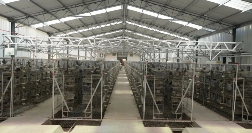 立森肉鸽：禾甸镇因地制宜发展肉鸽养殖