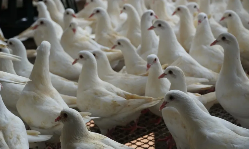 立森肉鸽：禾甸镇因地制宜发展肉鸽养殖