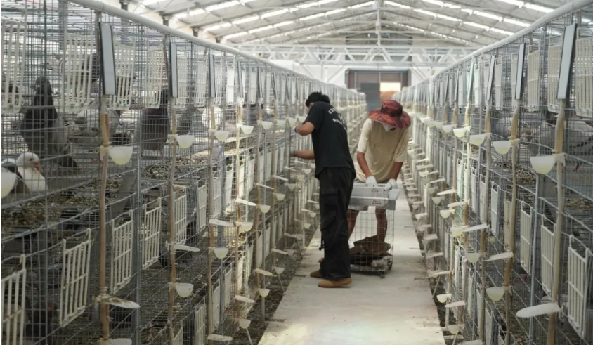 立森肉鸽：禾甸镇因地制宜发展肉鸽养殖