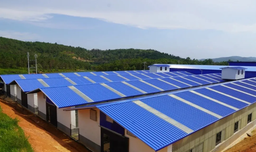 立森肉鸽：禾甸镇因地制宜发展肉鸽养殖