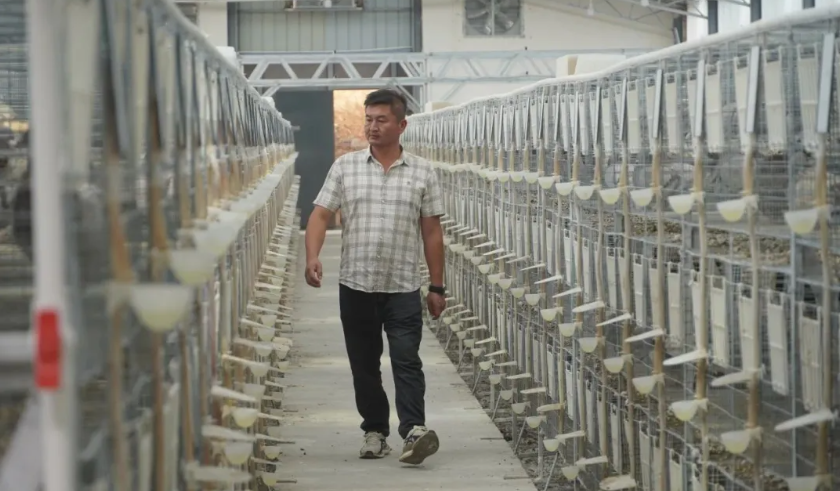 立森肉鸽：禾甸镇因地制宜发展肉鸽养殖