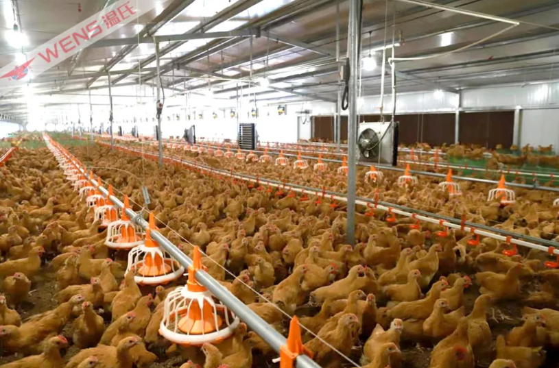 温氏AI兽医“上岗”，从“经验养殖”到“AI养殖”