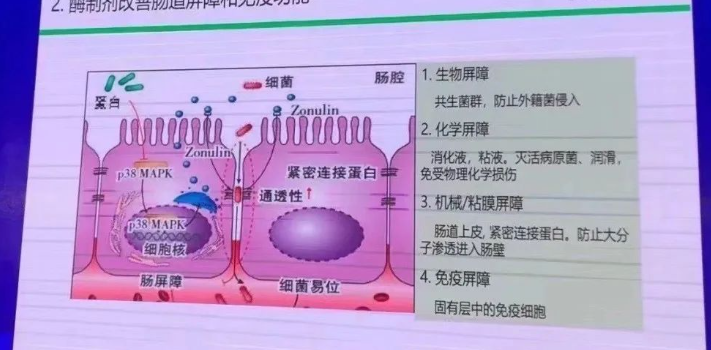 家禽固有免疫的重要屏障-粘膜系统健康的作用和意义