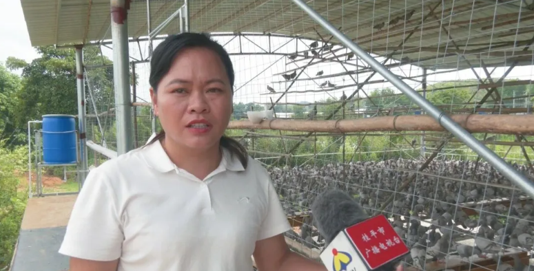 翔云鸽业：石咀镇养殖基地首批优质种鸽顺利入驻