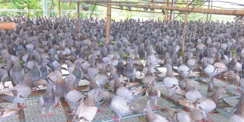 翔云鸽业：石咀镇养殖基地首批优质种鸽顺利入驻
